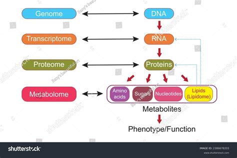 Image result for Genome vs Transcriptome