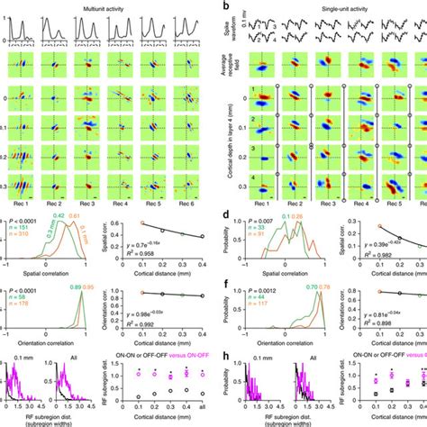 Afbeeldingsresultaten voor Columnar Organization of Visual Cortex Mouse