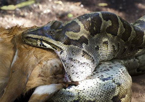 Image result for Reticulated Python Eating Deer