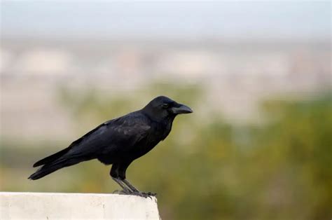 Image result for Jungle Crow