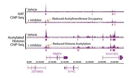 Image result for ChIP-seq Histone Modification