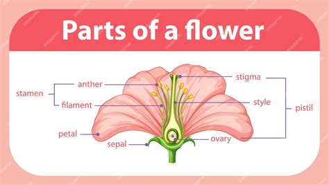 Image result for Diagram Part Flower Structure