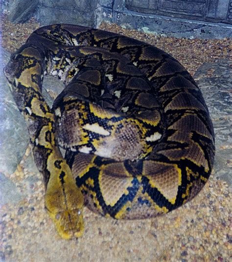 Image result for Python Reticulatus Jampeanus