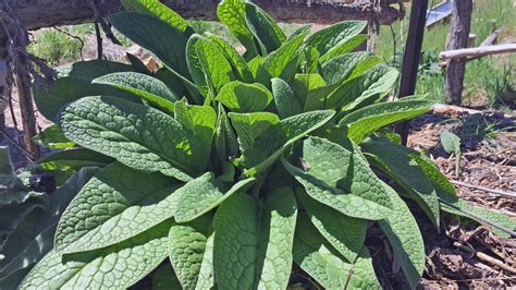 Image result for Early Comfrey Plant