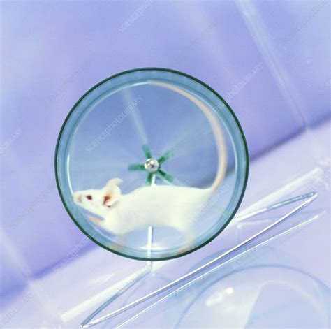 Image result for Lab Mouse Wt