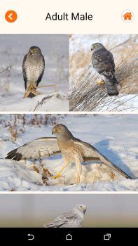 Image result for Upload Bird Photo for Identification