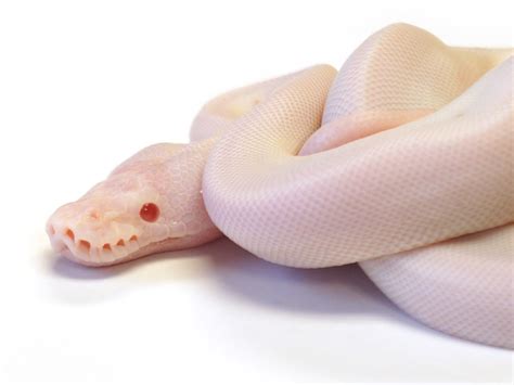 Image result for L'Acide Ball Python