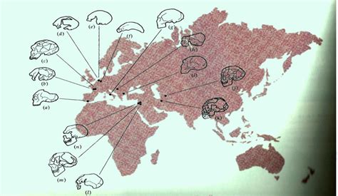 Image result for Neanderthal Evolution Chart