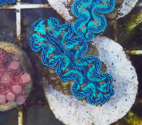 Image result for Reef Clams