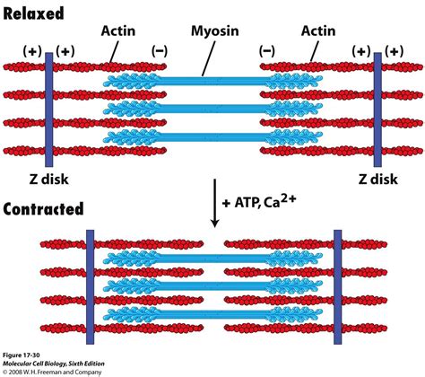 Afbeeldingsresultaten voor Actin and Myosin Simple Structure