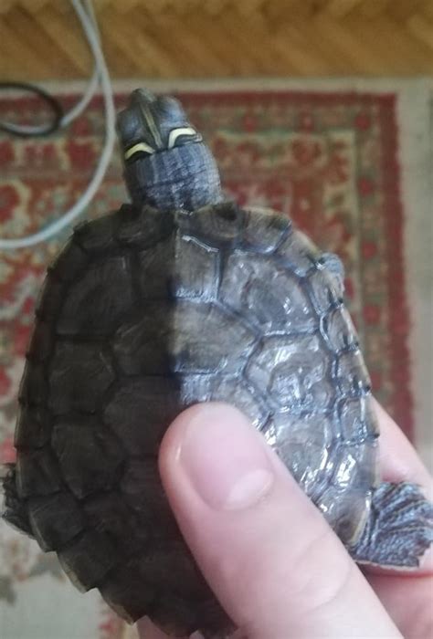 Toradh íomhá ar Mississippi Map Turtle Shell Rot