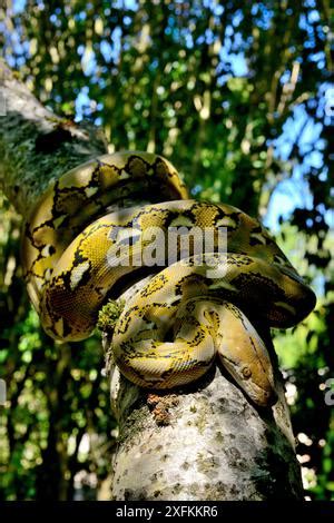 Toradh íomhá ar Yellow Dwarf Reticulated Python