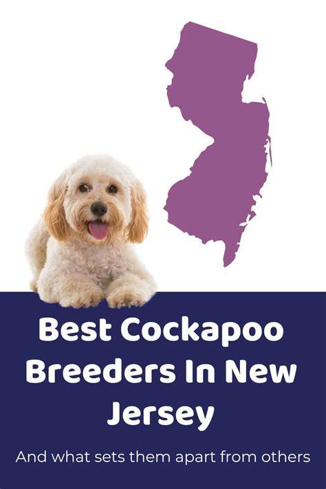 Image result for Cockapoo Puppy Breeders