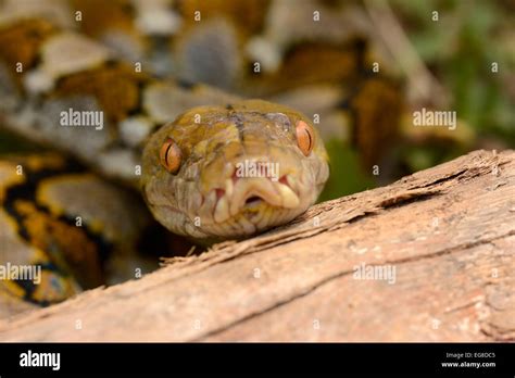 Reticulated Python Head に対する画像結果