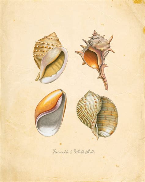 Toradh íomhá ar Types of Whelk Shells