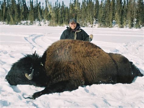 Bison Pre Hunting に対する画像結果