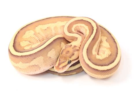 Bildergebnis für Super Specter Ball Python