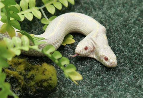 Image result for Two-Headed Baby Snake