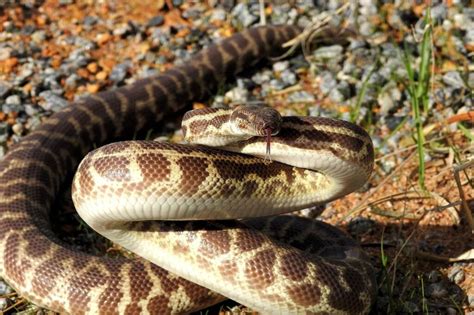 Stimson Python T+ Morphs-साठीचा प्रतिमा निकाल