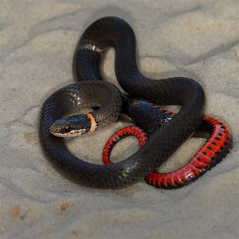 Image result for Ringneck Python