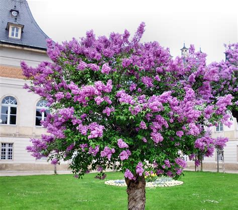 9 Helpful Tips for Growing a Beautiful Lilac Tree at Home - Garden and ...