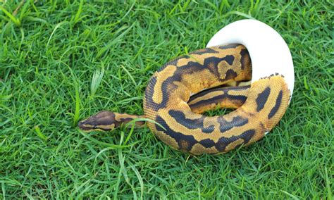 Image result for Pied Python