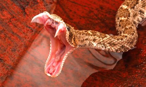 Image result for Python Mouth Teeth