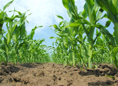 Image result for Different Types of Crops