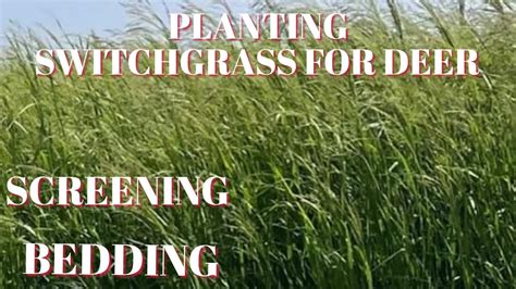 Image result for Herbicides Made to Use with Switchgrass