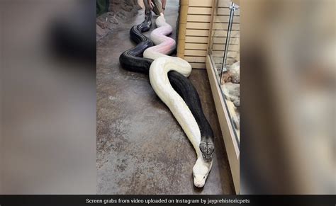 Giant Reticulated Python に対する画像結果