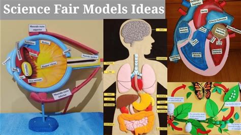 Image result for Science Fair Collection Model