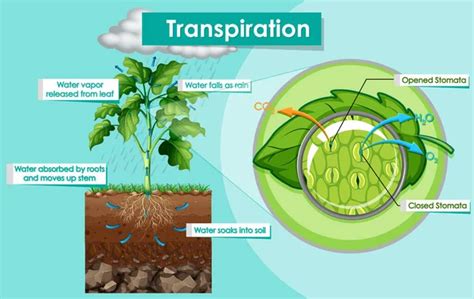 Image result for Model of Transpiration Detailed