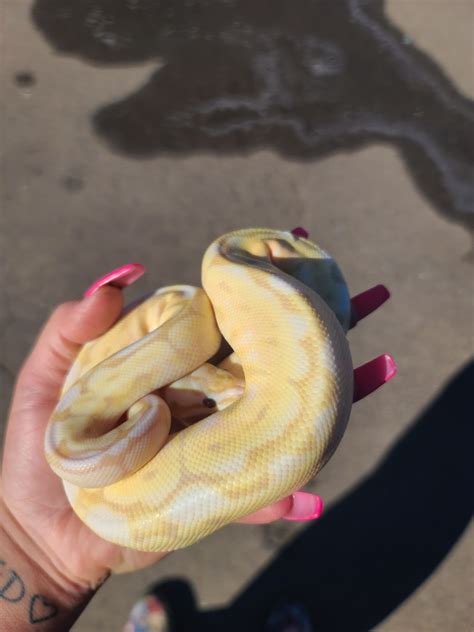 Toradh íomhá ar Wk Ball Python
