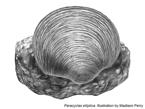 Image result for How to Bivalve Cast