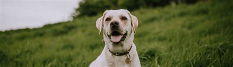 Image result for CKC Pro ID Mini Microchip