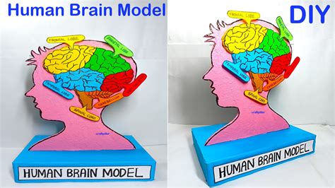 Toradh íomhá ar Inside of Brain Model Simple