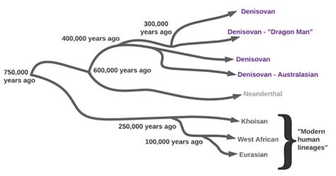Image result for Neanderthal Evolution Chart