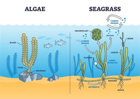 Image result for Easy Diagram of Algae