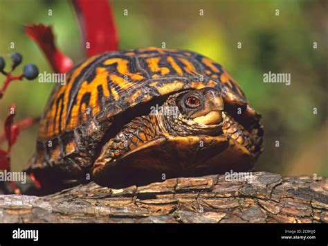 Résultat d’images pour Box Turtle Side View