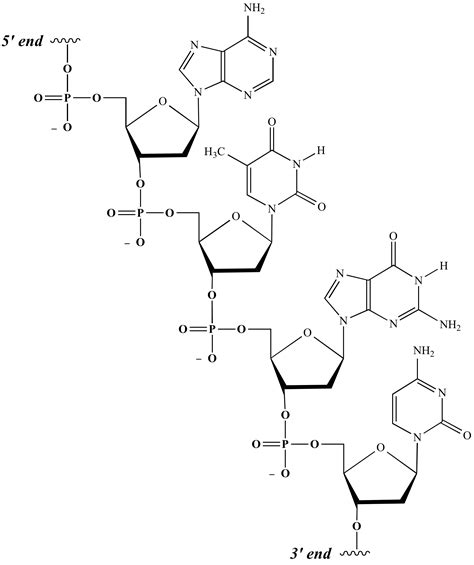 Image result for DNA Structure Formula