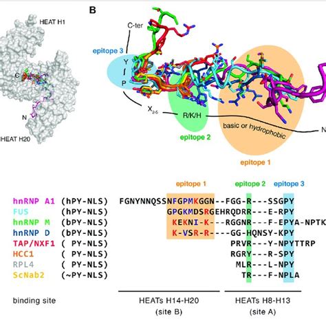 Image result for Py NLS