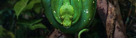Image result for Green Python Snake