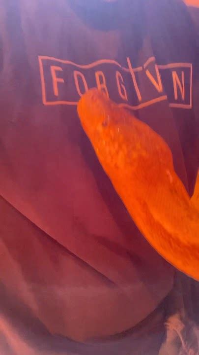 Toradh íomhá ar Python Always Have Been Meme