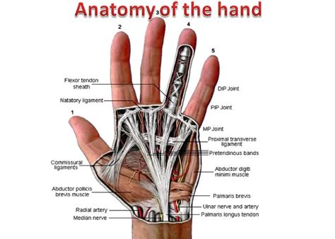 Toradh íomhá ar Looking for Picture of Nerves in the Hand