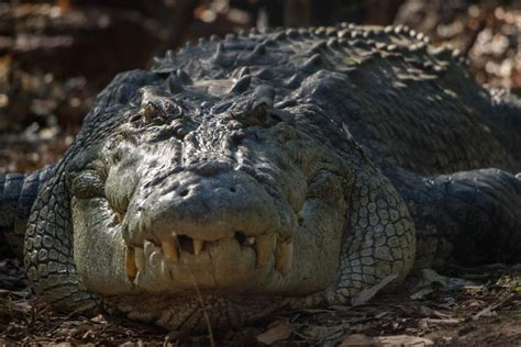 Image result for Biggest Crocodile in the Wild