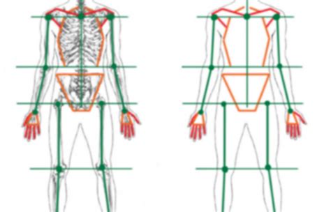Afbeeldingsresultaten voor Proportion Anatomie Corps Humain