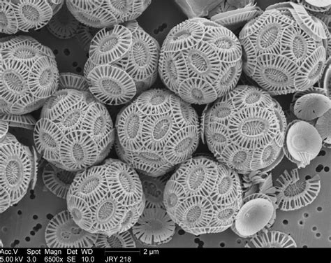 Image result for Everyday Objects Under a Microscope Toothpaste