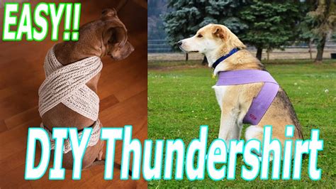 Image result for How to Make a Thundershirt for My Dog