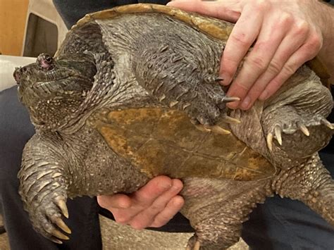 Full Size Snapping Turtle に対する画像結果