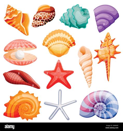 Image result for Shells Vector